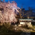 夜桜
